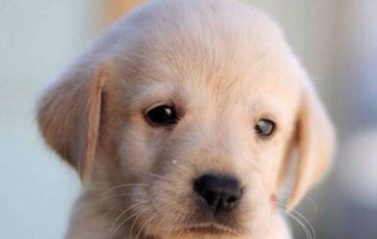 拉布拉多成年几个月