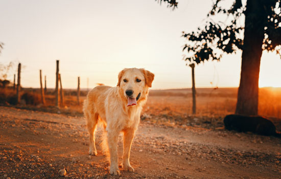 金毛犬寿命一般多少年