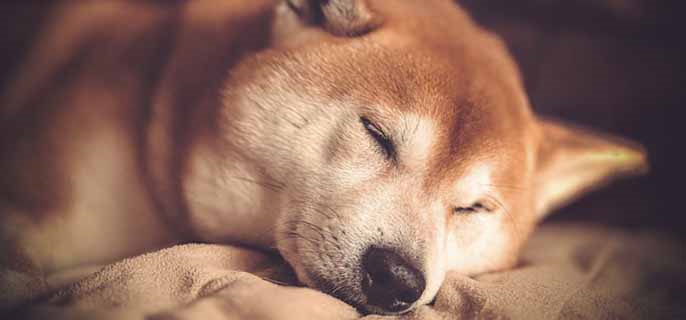 狗可以吃奶油吗