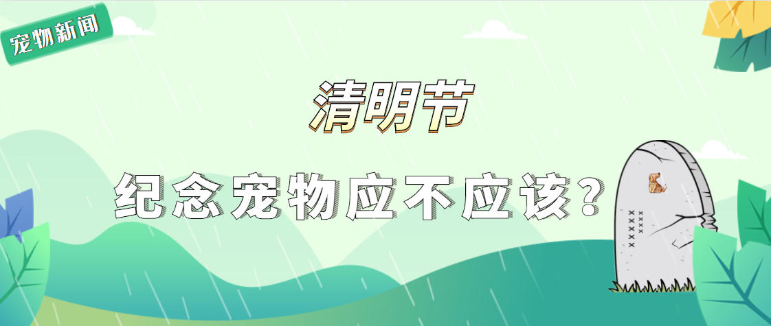 【宠物新闻】清明节纪念宠物应不应该？