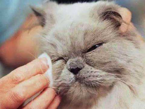 猫可以滴人类的眼药水吗