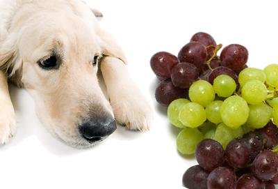 狗狗吃了10几颗葡萄会死吗