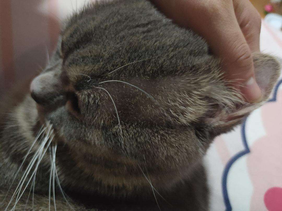 猫咪耳朵上长癣了毛都掉了怎么办
