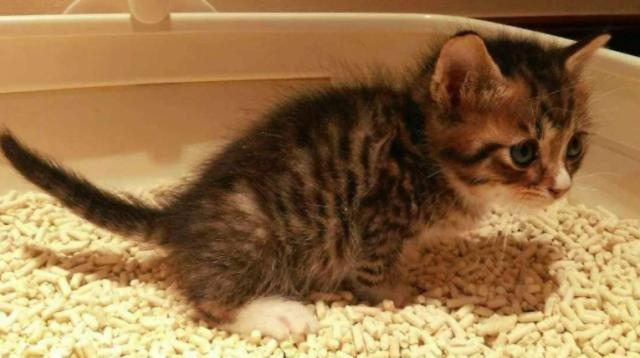 小猫多大会自己排便 新生小猫多大就会自己排便