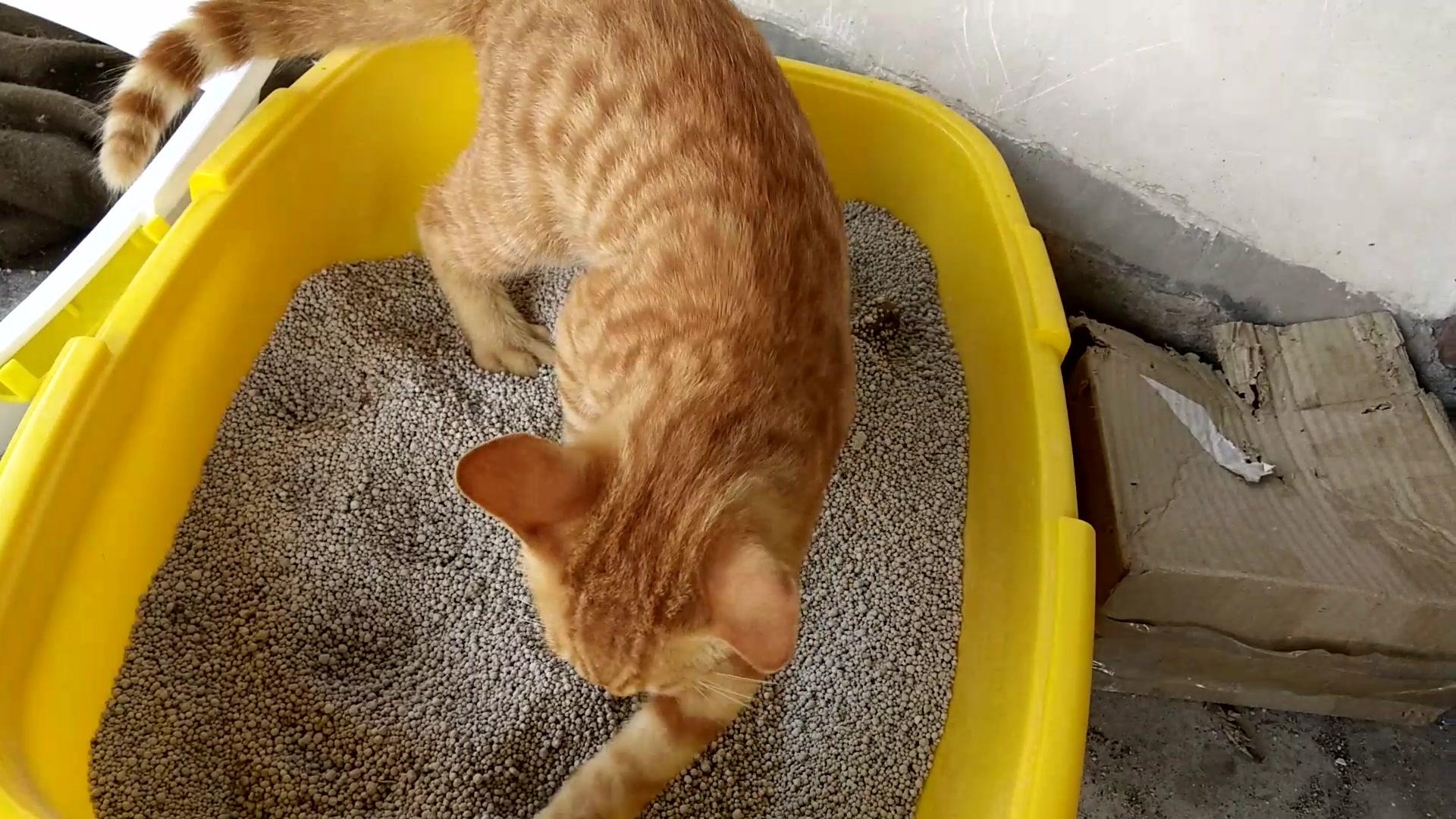 小猫多大会自己排便 新生小猫多大就会自己排便