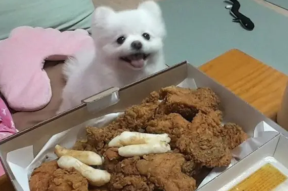 狗狗可以吃一点炸鸡吗