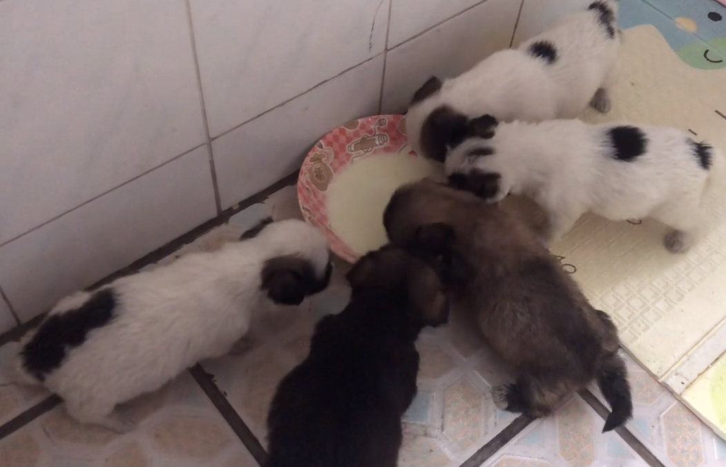 刚阴历的小狗是没有狗妈妈咋喂养