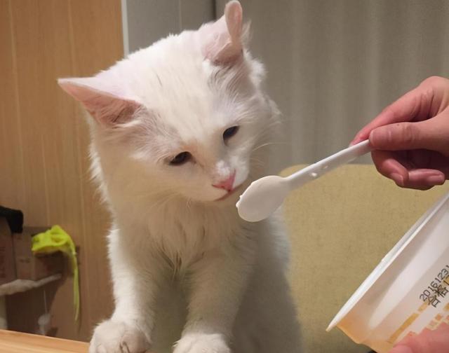 猫可以喝酸奶吗安慕希