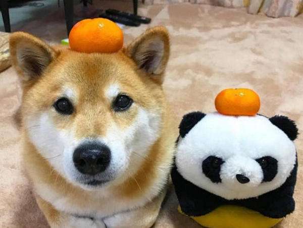 小狗能吃橘子不