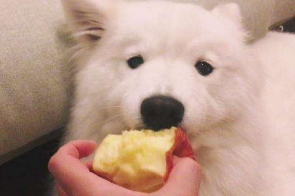 狗吃苹果的好处和坏处(图1)