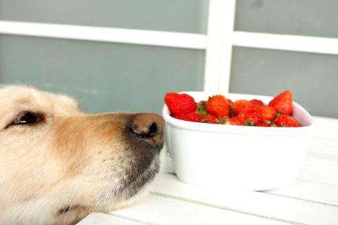 狗狗可以吃草莓吃
