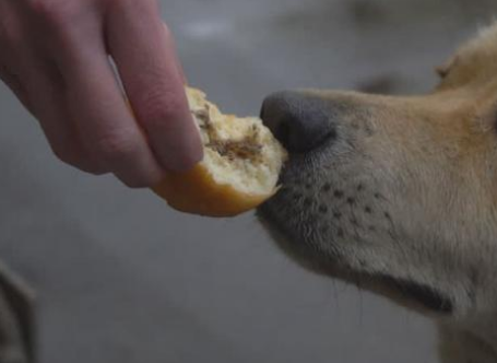 贵宾犬能吃面包吗 明矾对贵宾犬的伤害是很大的！
