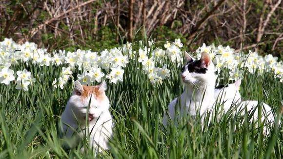 水仙对猫有毒吗 还有这些花也都是毒花！
