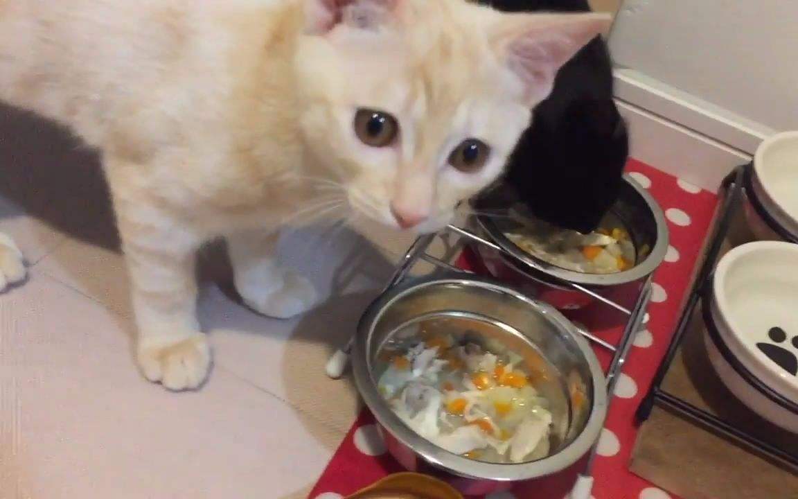 猫长期吃自制猫饭健康吗 猫长期吃自制猫饭好吗