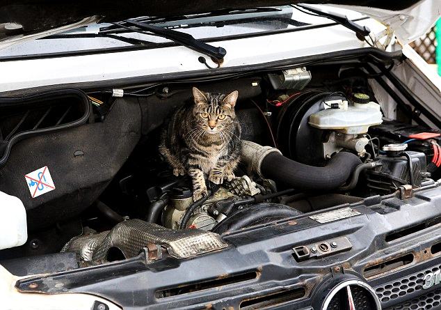 如何驱赶发动机舱的猫 千万不要发动！