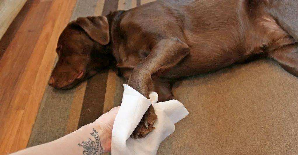 狗狗发烧了怎么办