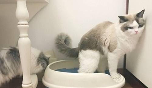 怎么给猫用开塞露要用很深吗