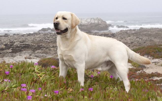 什么狗可以做导盲犬 导盲犬有哪些你还不知道吗