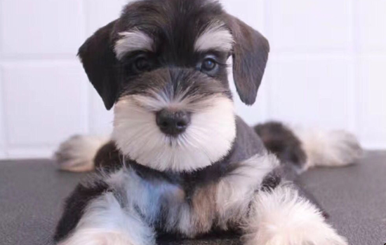 “花300元打的专车，却活活闷死了我的狗”