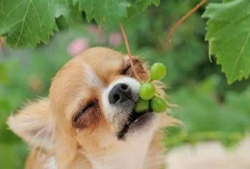 狗狗吃了一个葡萄皮严重吗