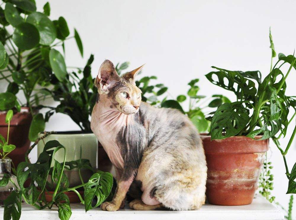 橡皮树对猫咪有毒吗