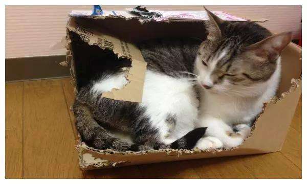 猫咬纸箱子要不要阻止