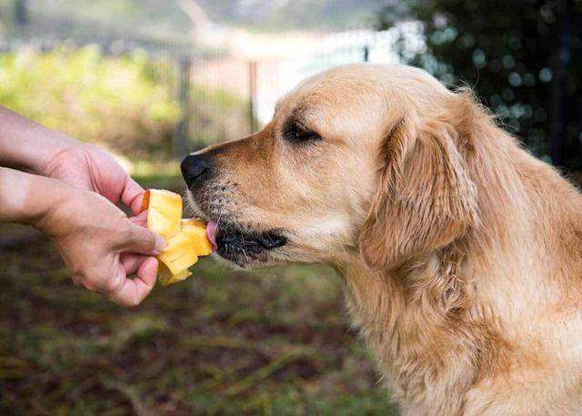 柴犬可以吃芒果吗