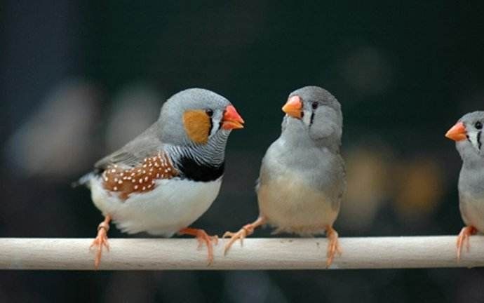 踩背是公鸟在上面吗