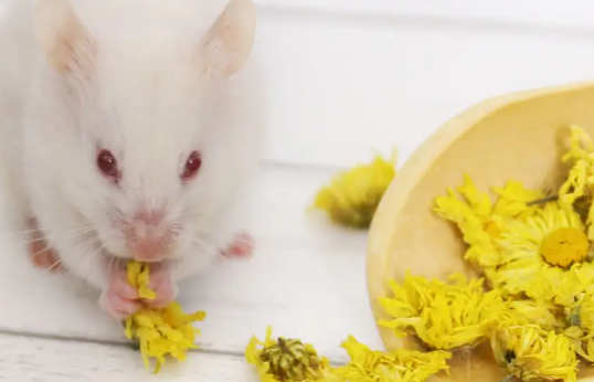 仓鼠可以吃菊花吗