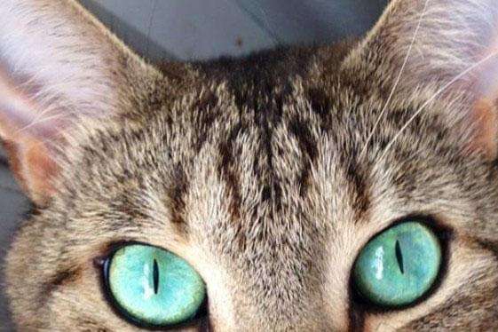猫眼睛的形状类型图图片