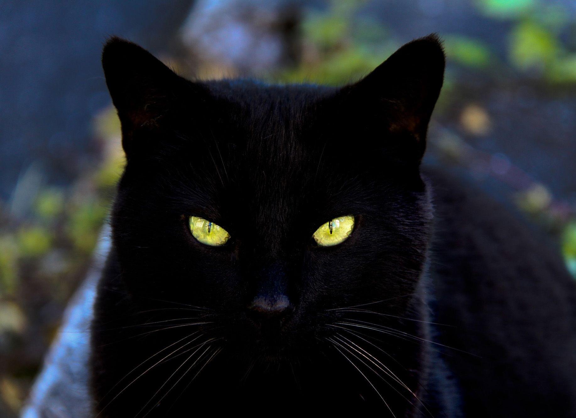 猫的眼睛白天和晚上有什么区别