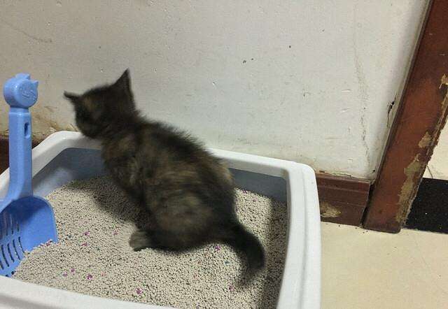 幼猫如何训练上厕所