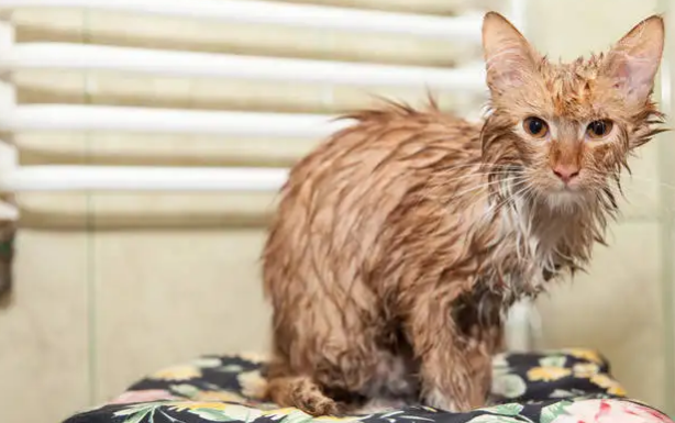 猫冬天可以洗澡吗 这样给猫洗澡不会生病