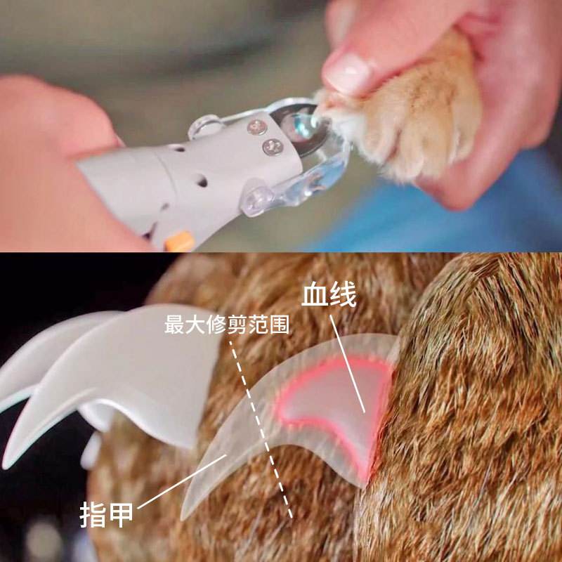 猫的血线在哪里