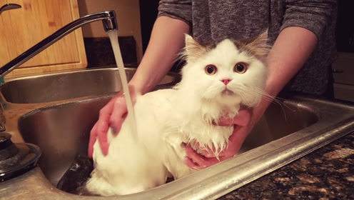 猫咪生完孩子多久可以洗澡