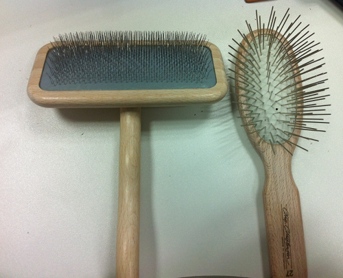 没打疫苗的猫可以洗澡么