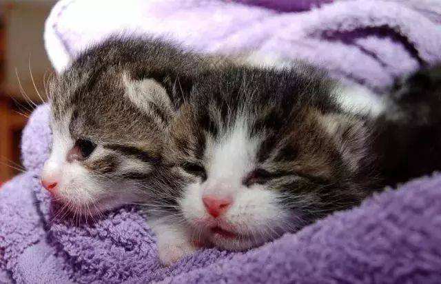 新生幼猫多久拉大便