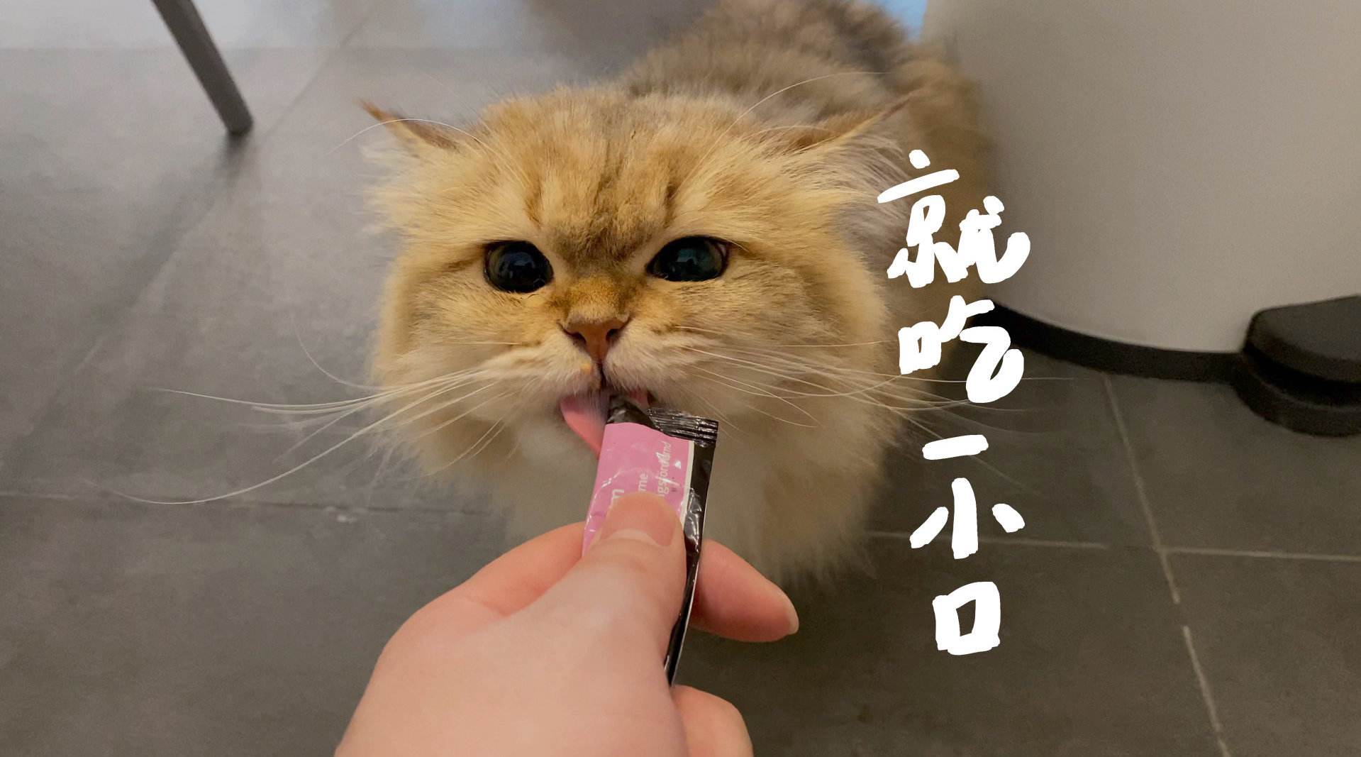 多大的猫可以吃猫条