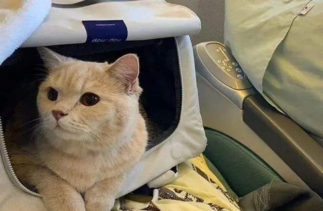 飞机可以带宠物猫吗