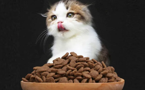 猫咪可不可以两种猫粮一起吃