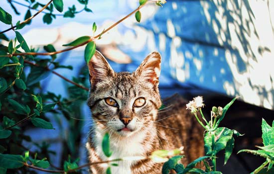 多大的猫可以吃猫薄荷