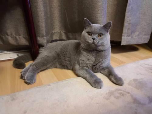 蓝猫母猫发腮吗
