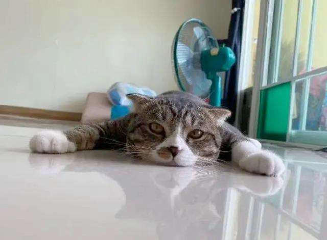 猫咪会怕热吗