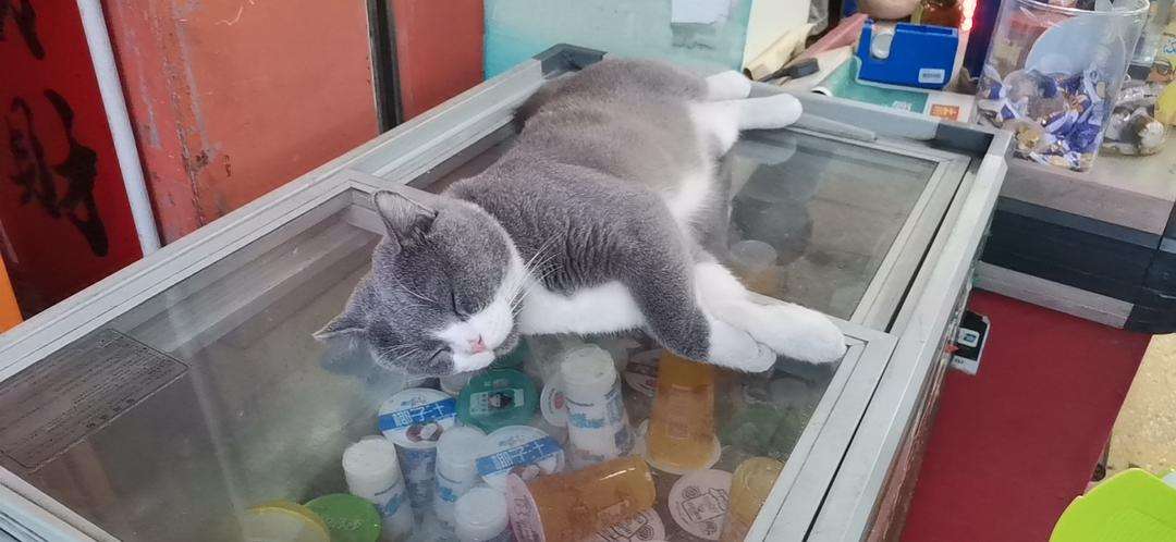 猫咪会怕热吗