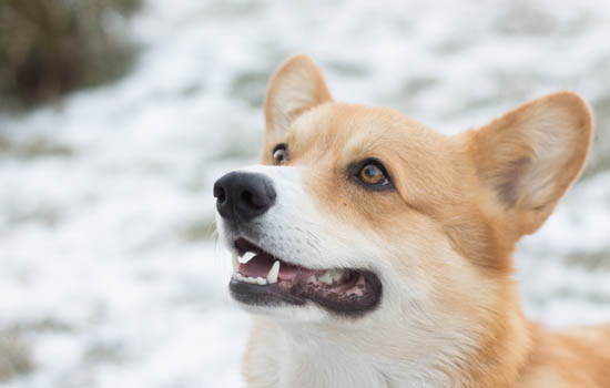 中华田园犬是不是土狗