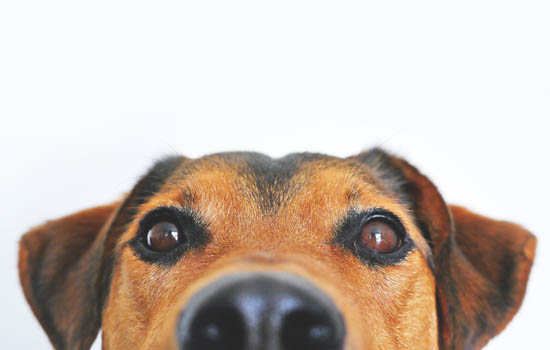 狗狗出生几天才可以睁眼睛