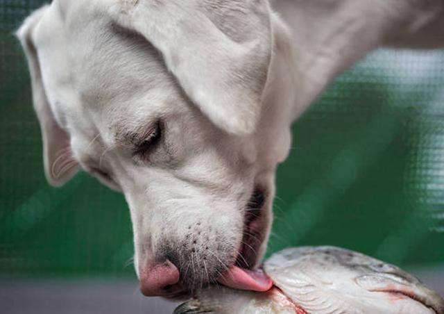 狗狗可以吃鱼肉吗