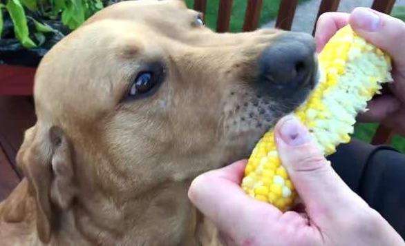 狗狗可以吃玉米吗熟的