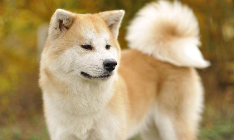 秋田犬是日本的吗（秋田犬是日本的土狗吗）