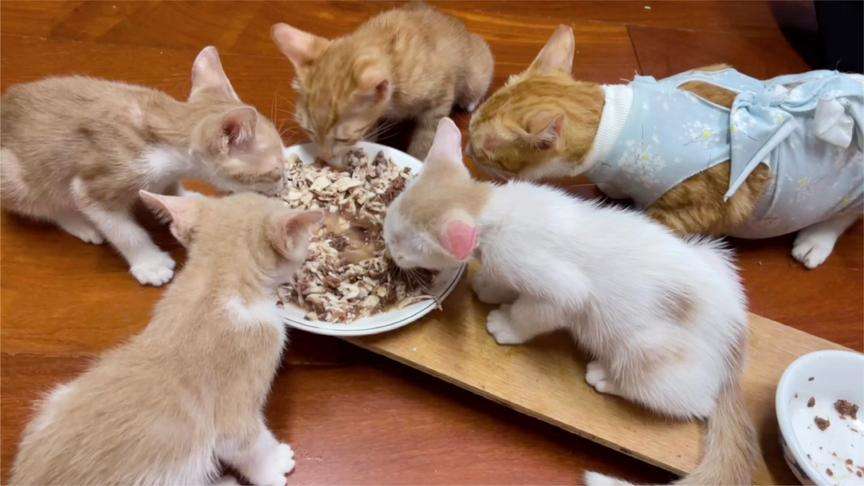 21天小猫崽会吃食吗
